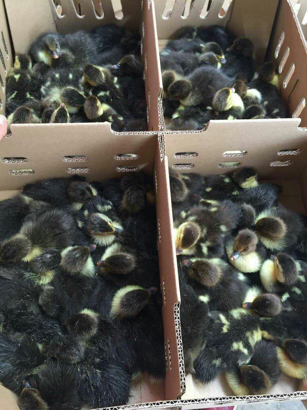  白番 黑番 大花番鸭苗