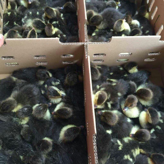 南宁 白番 黑番 大花番鸭苗