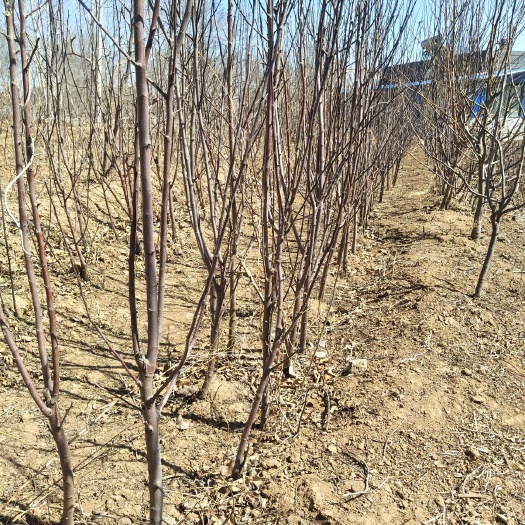 北票市红肉苹果树苗 红肉苹果树