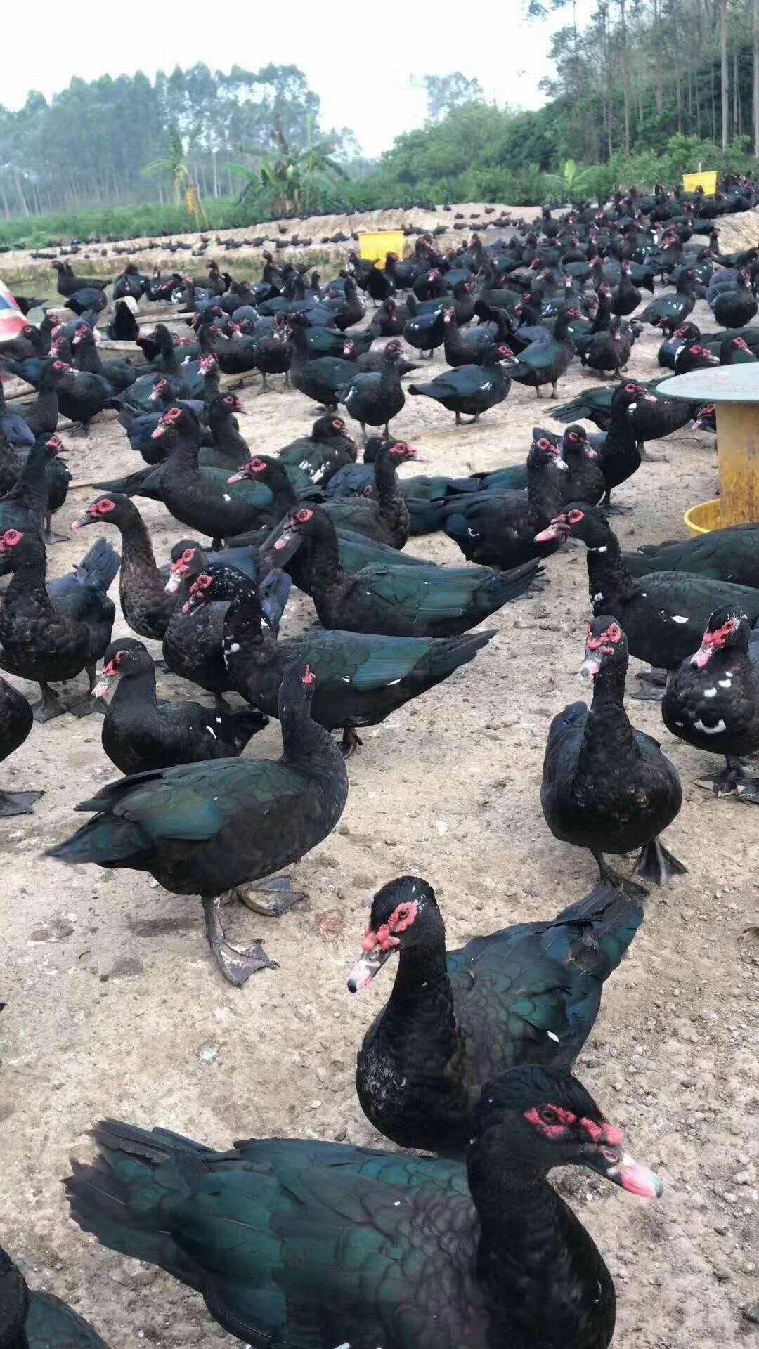  白番 黑番 大花番鸭苗