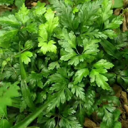 利川市 黄连花的作用是清热利湿、泻火，肺热咳喘