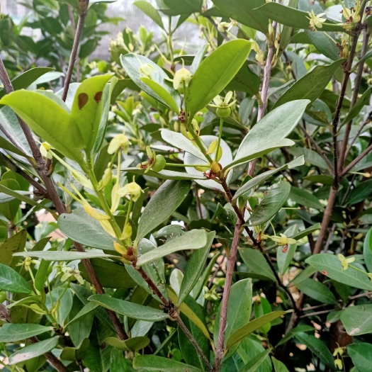 灵山县巴西樱桃苗  带杯带土球带果樱桃树1.5米高左右。