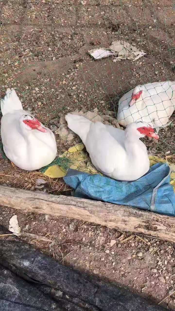  白番 黑番 大花番鸭苗