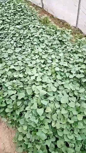明光市早丰红薯苗  苏薯303