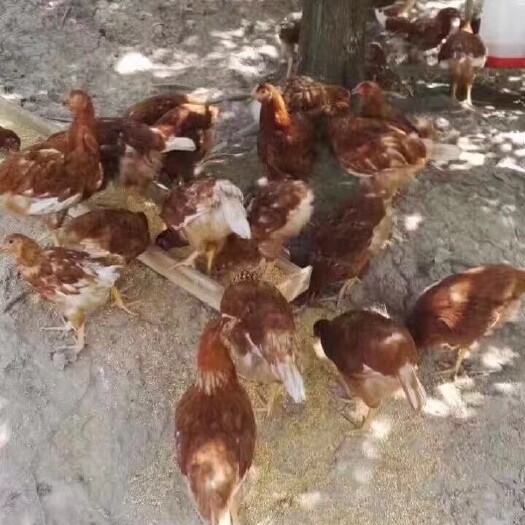 衡阳 B380蛋鸡苗 红毛蛋鸡母