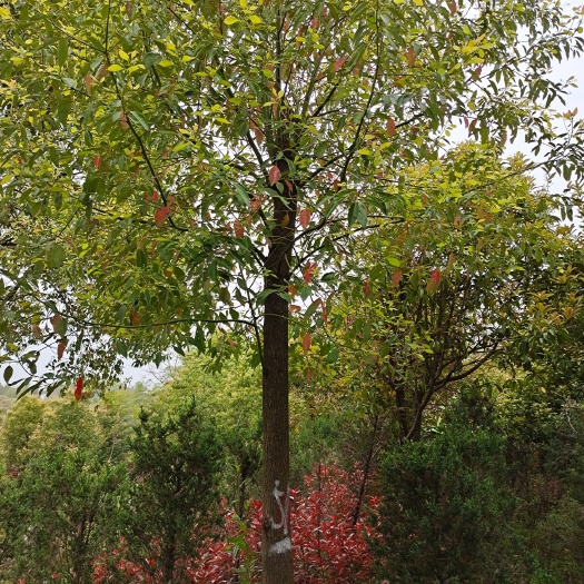 咸宁桂花树苗 供应各种规格的桂花树