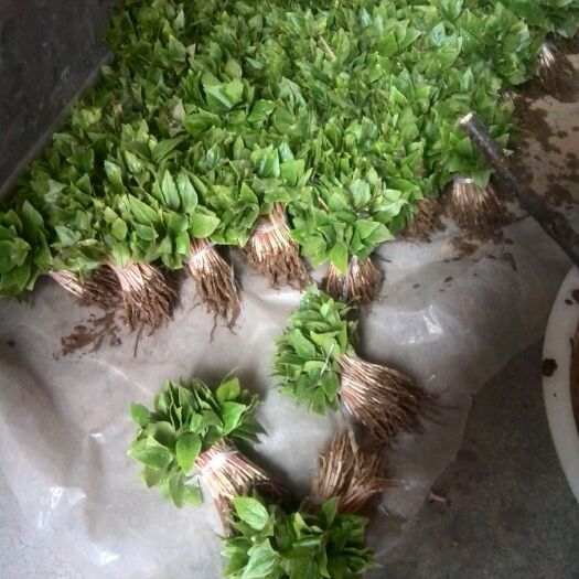 木兰  辛夷芽苗，玉兰芽苗，辛夷苗，玉兰苗，玉兰嫁接沾木