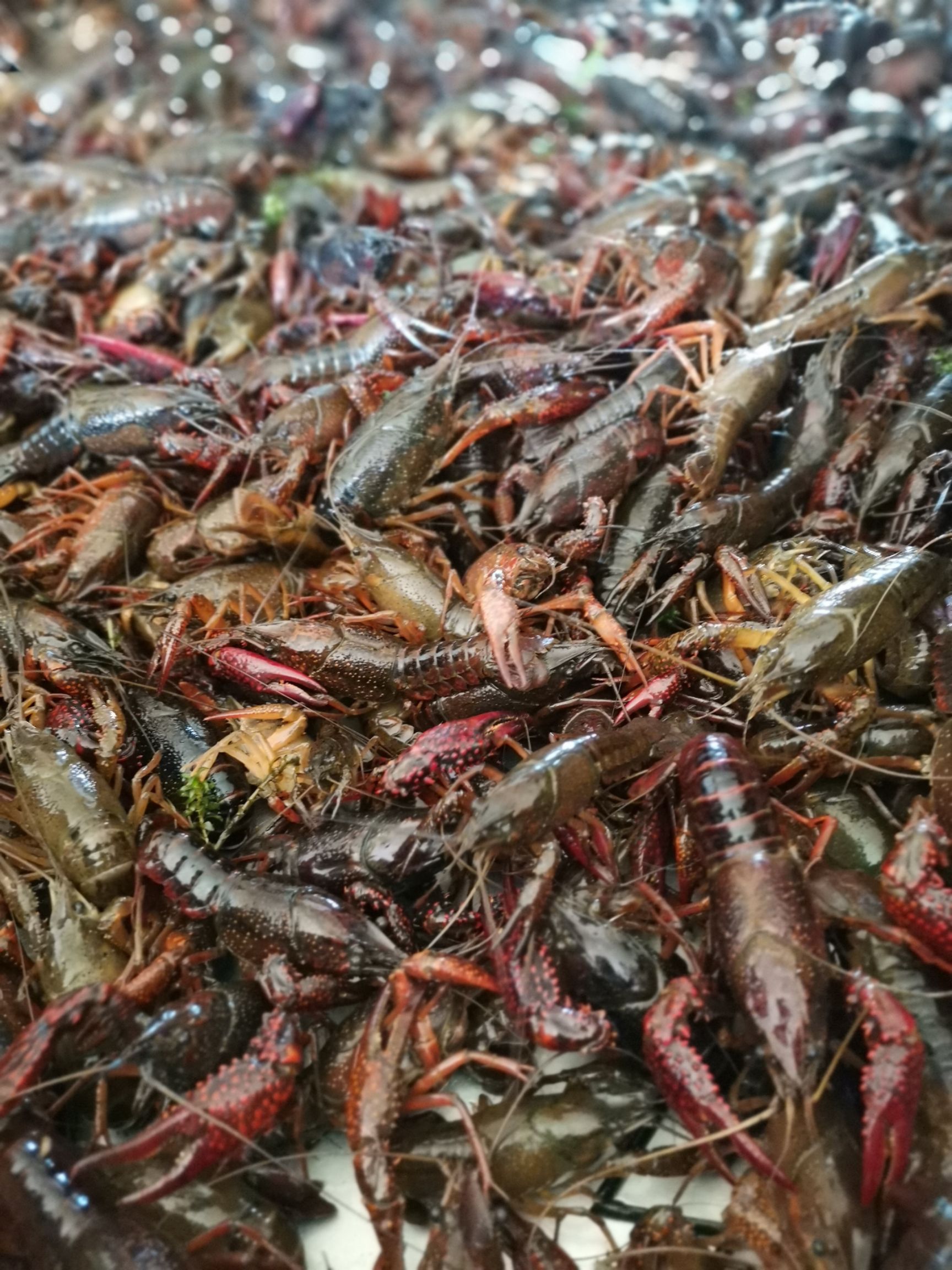  岳阳小龙虾，洞庭湖小龙虾，养殖基地直供，可长期合作！