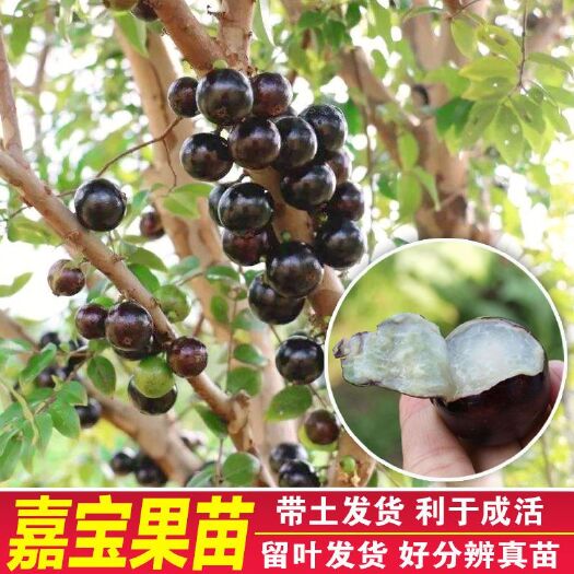 广州沙巴嘉宝果苗 广州苗圃批发 规格多样