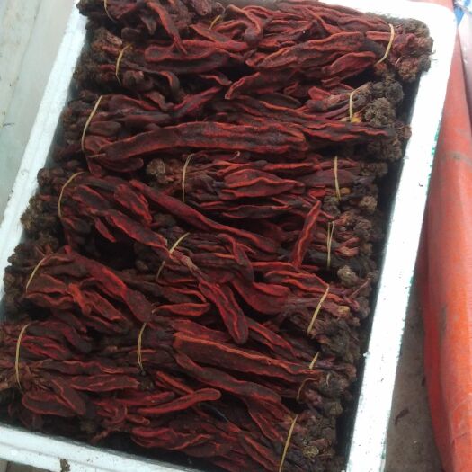 荔波县中药材回春草 回春草