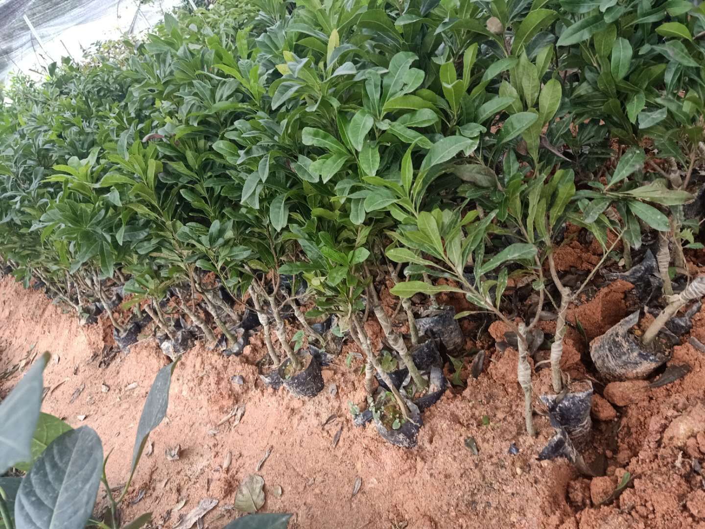大黑炭杨梅树苗  特大果南北可种东魁杨梅纯甜嫁接苗