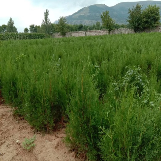 泰安侧柏苗  :荒山绿化苗，大田30-60高苗子量大