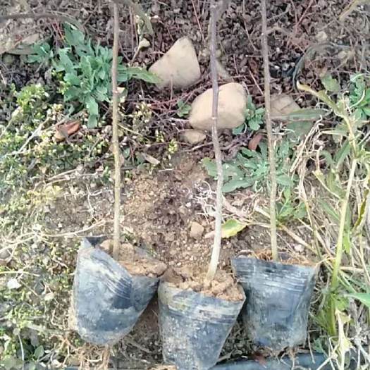 冕宁县大红袍花椒苗 红花椒袋苗