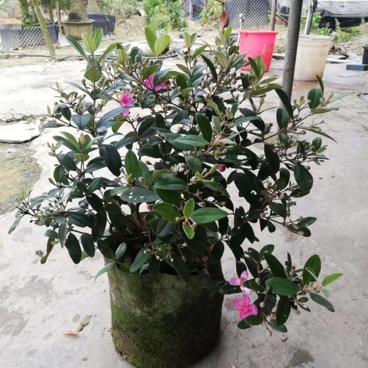灵山县 桃金娘，台农百香果苗，各种芒果苗