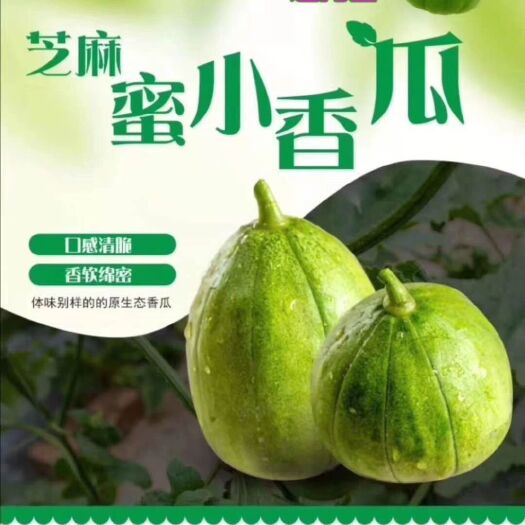 西安 芝麻蜜，绿宝甜瓜，即将上市
