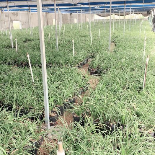 随县蕙兰 裸根不带土