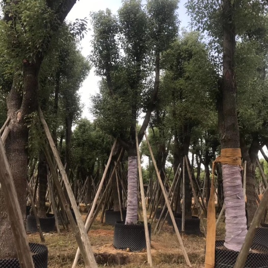 普宁市小叶樟  香樟 胸径：25-40公分 假植苗