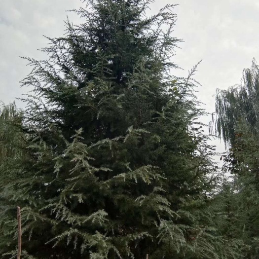 滁州 长年出售大量精品雪松