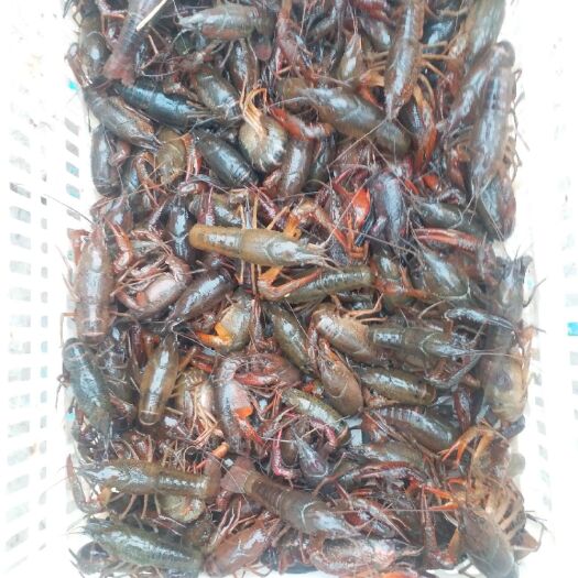 潜江市 潜江小龙虾