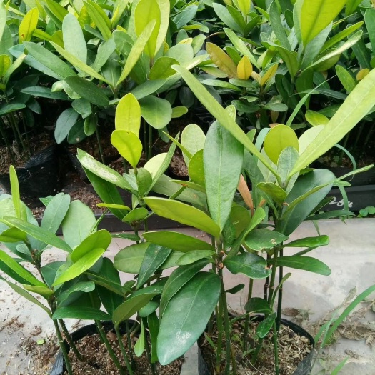 广州福木苗 广州苗圃批发绿化苗木 四季常青观叶植物