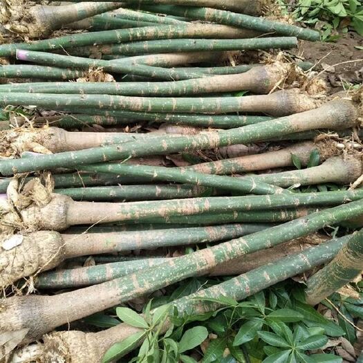 湛江 基地直供大量发财树，欢迎各位有需求的朋友们前来选购