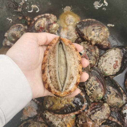 漳浦县九孔鲍 一手货源产地直销现捉现卖多种规格
