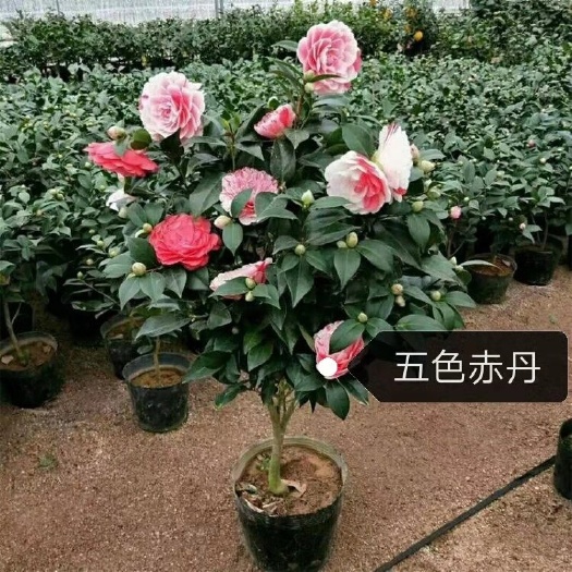 漳平市多品种茶花苗，五色赤丹，香妃，红赤丹，黑魔法，情人节等。。