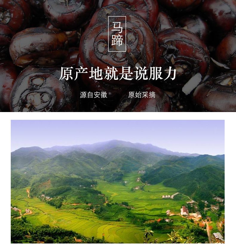 毛马蹄  安徽新鲜马蹄荸荠鲜甜脆可口多汁地栗农家水果蔬菜