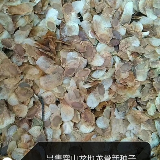 清原县东北穿山龙种子辽宁穿山龙种子地龙骨种苗