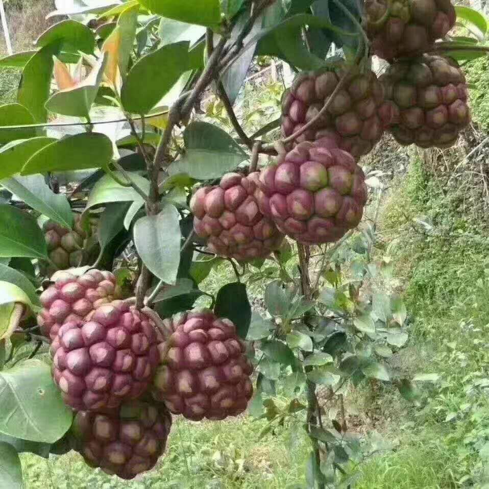  黑老虎苗