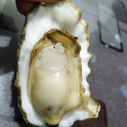 莱州市长牡蛎 海水 1-2两/只 鲜活水产
