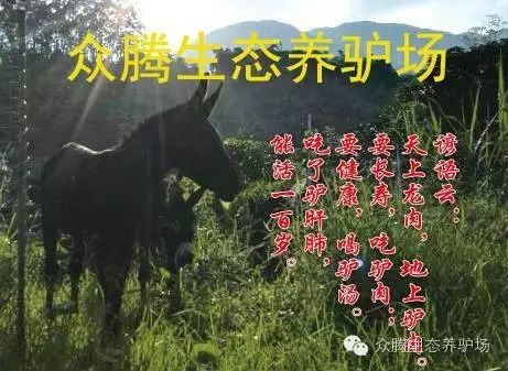 华安县德州驴 200-400斤