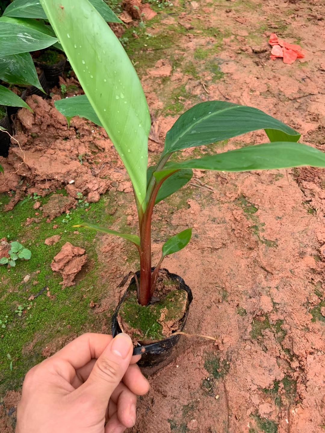  红香蕉苗