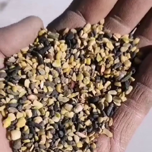 绵油15 出售 灰菜种子   杂草籽 绿化用