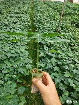  矮化水果木瓜苗