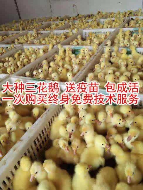 沭阳县 鹅苗大种三花鹅苗，平均可打10斤以上 送疫苗教技术