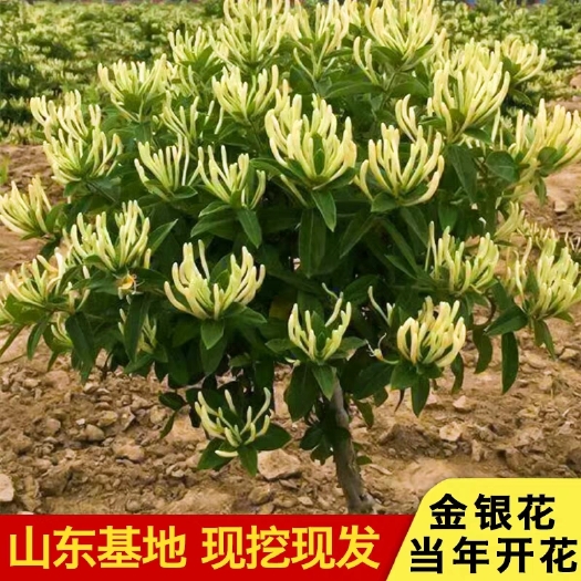 平邑县 金银花树苗  北花一号  爬藤苗
