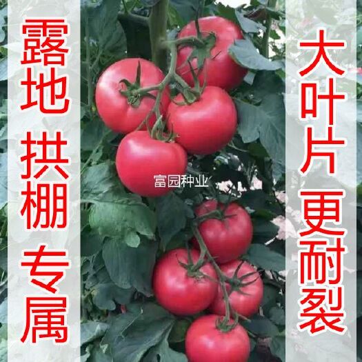 寿光市硬粉番茄种子  露天西红柿种子大果抗病毒耐裂陆地拱棚抗高温