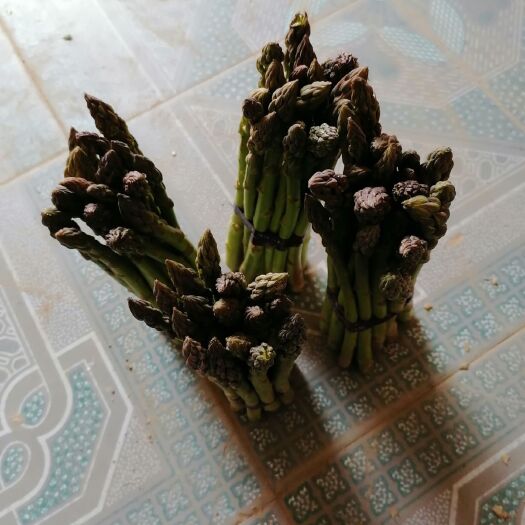 扶溝縣 蘆筍