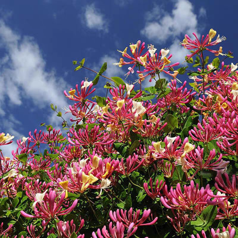 红金银花苗 红色金银花树苗