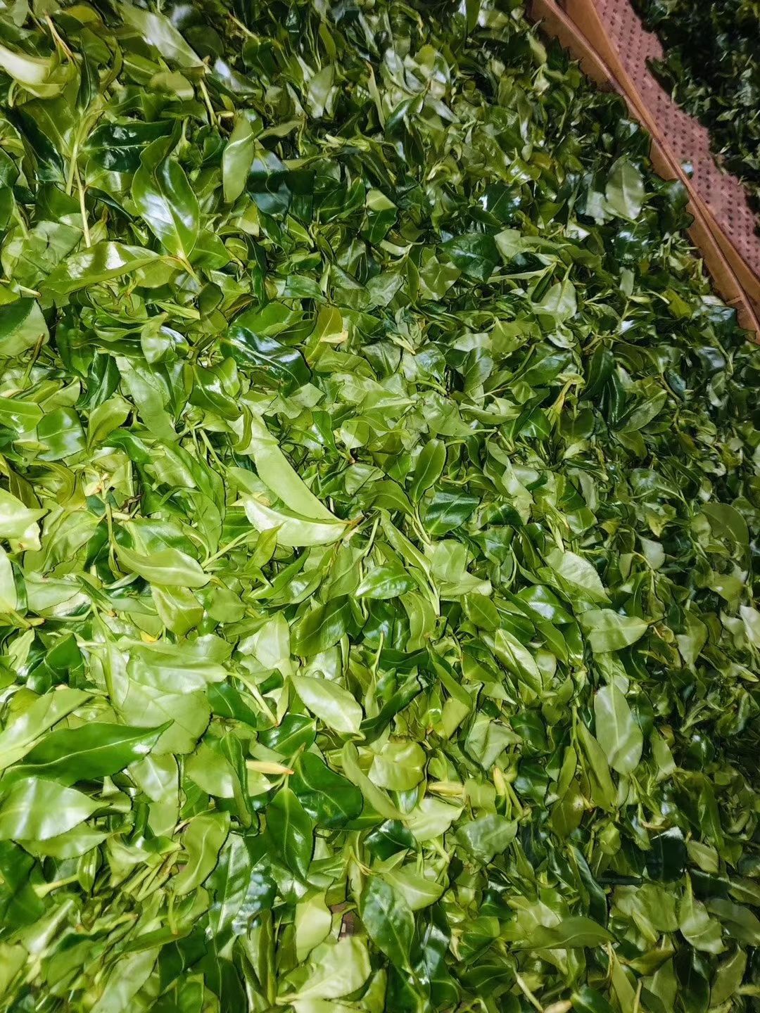 普洱生茶 无量山古树茶