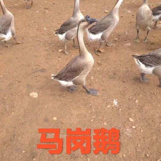 南宁 鹅苗马岗鹅苗