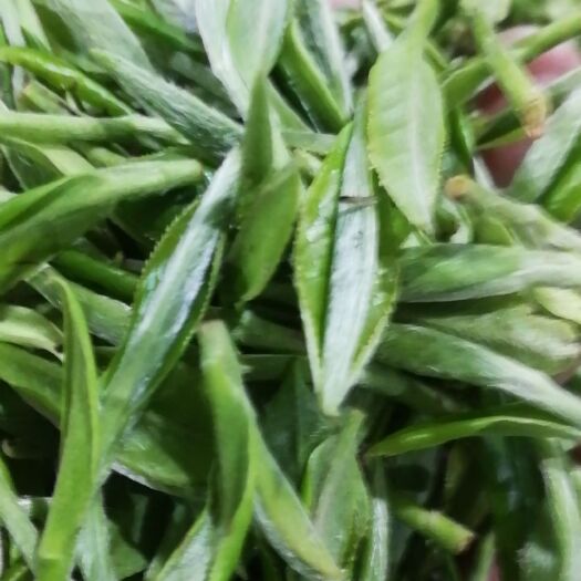 福鼎市 福鼎白茶，荒野茶！