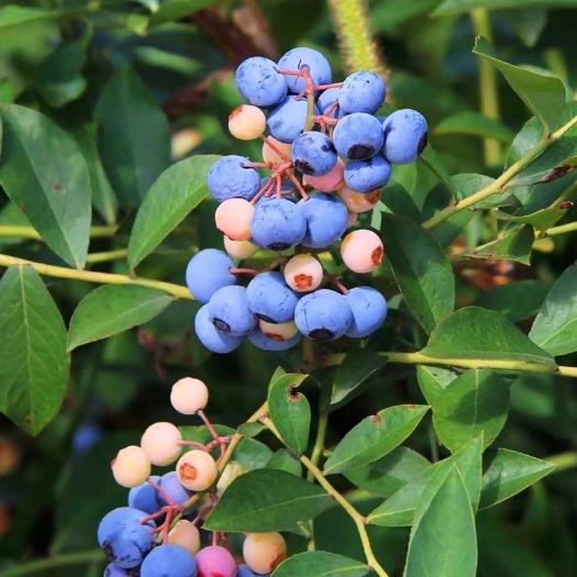 灵山县 蓝莓苗