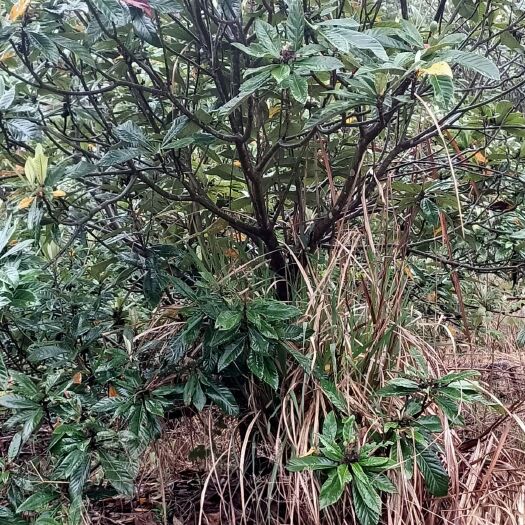 仙居县白沙枇杷苗  都有现货