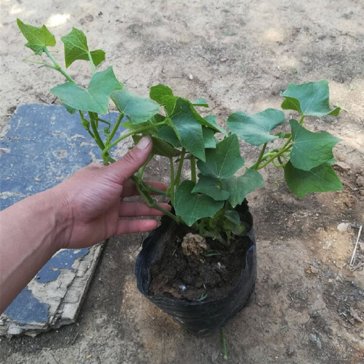 宿州佛手瓜苗 易种植 果大 产量高 结果能力强  绿色蔬菜