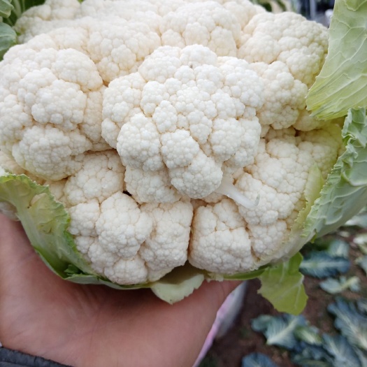白花菜 精品花菜，实菜花，产地直供