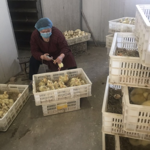 阳信县大三花鹅苗 三花大鹅，保证成活率，欲购从速