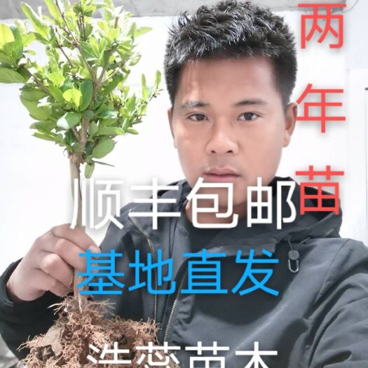 费县 四季金银花苗两年苗