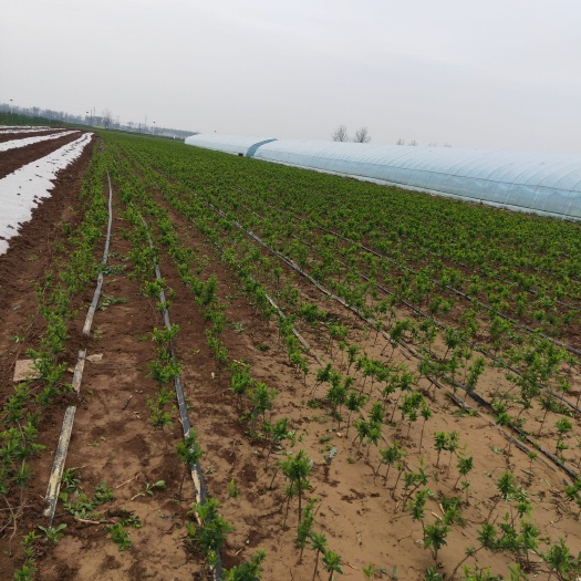 阜阳北花一号 金银花基地
